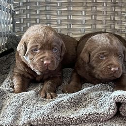 Labrador Retriever puppies from Castlegate Labs & Doodles