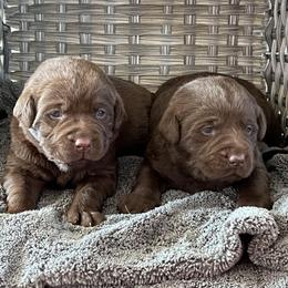 Labrador Retriever puppies from Castlegate Labs & Doodles