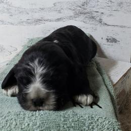 Sam - Black and white male Cocker Spaniel puppy in Byram, Mississippi from Chloe's Cocker Spaniels