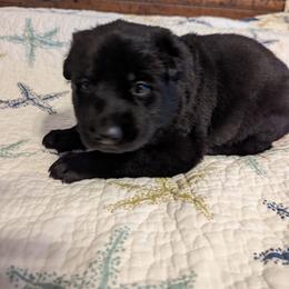 Purple - Black female German Shepherd puppy in Luna, New Mexico from Von De León German Shepherds