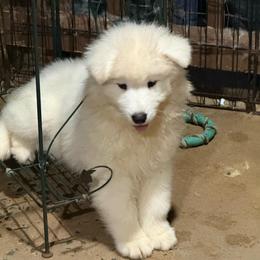 Bronze - White female Samoyed puppy in Hellertown, Pennsylvania from O’blako Samoyeds