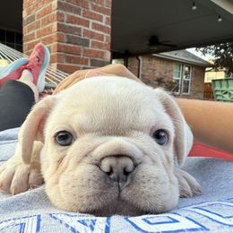 French Bulldog Puppies from Mathew Household Frenchies