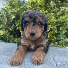 Georgia - Blue merle female Aussiedoodle puppy in Blackfoot, Idaho from Draper Mountain Doodles