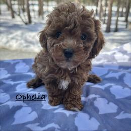 Ophelia - Red  female Poodle puppy in Traverse City, Michigan from Riyem Wildflower Farms