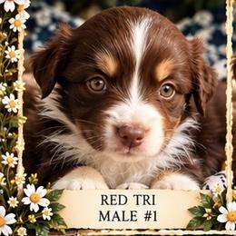 Atlas - Red tri-color male Miniature American Shepherd puppy in Plant City, Florida from Osborne & Stormborn FL Kennels