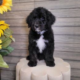Max - Black male Sheepadoodle puppy in Woodburn, Indiana from DNLS Doodle Puppies