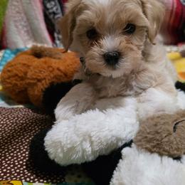 Eira - Cream female Maltipoo puppy in Arkansas from Brew House