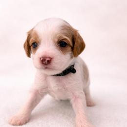 Chili - Cream male Cavapoo puppy in Beech Island, South Carolina from New Moon Farm Canines