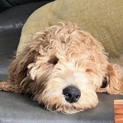 Double Doodles from Too Cute Dudes