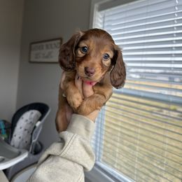 Dachshund Puppies from Mini Mighty Doxies