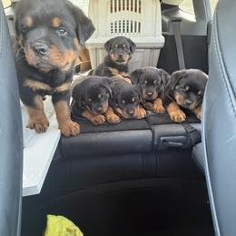 Rottweiler Puppies from Vom Haus Fantasy Rottweiler Kennel