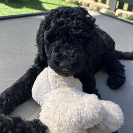 Molly, Light Pink Girl - Black female Poodle puppy in Gainesville, Georgia from Rose’s Goldendoodles & Standard Poodles