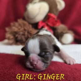 Ginger - Chocolate female Shih Tzu puppy in Forney, Texas from Nique's Shih Tzus