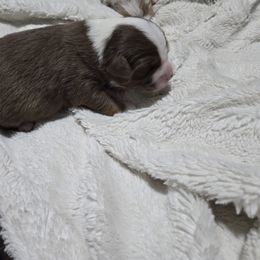 Miniature American Shepherd Puppies from Brandy Burton