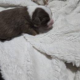 Miniature American Shepherd Puppies from Brandy Burton