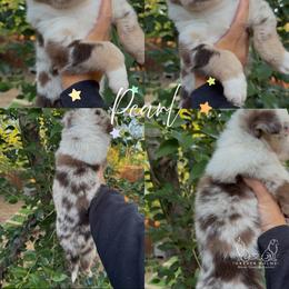 Pearl - Red tri female Miniature Australian Shepherd puppy in Waxahachie, Texas from Forever Holmes Aussies