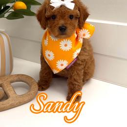 Sandy - Red  female Goldendoodle puppy in Buford, Georgia from Petite Posh Puppies