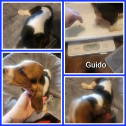 Guido - Black white and tan male Basset Hound puppy in Mill Springs, North Carolina from Mountain View Basset Hounds