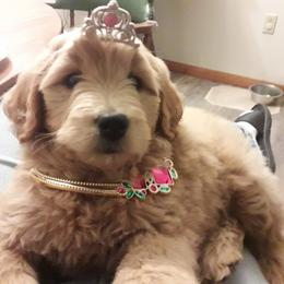 Assorted Doodle Crosses Puppies from Southern Star Goldendoodles