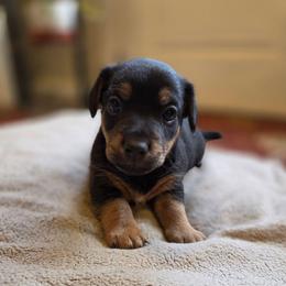 Elvis - Black and tan male American Hunt Terrier puppy in Cave City, Arkansas from Bayou Valley Shepherds and American Hunt Terriers