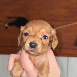 Bell - Red female Dachshund puppy in Goldthwaite, Texas from Mini Mama Dachshunds
