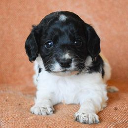 Shuffle - Black and white female Cockapoo puppy in Ellensburg, Washington from Dawn to Dusk Cockapoos
