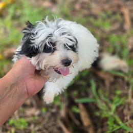 Tri color male - Piebald male Morkie puppy in Loxahatchee, Florida from Cristy's Morkies
