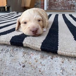 Rain - Cream female Dachshund puppy in Hawley, Texas from Little e Dachshunds