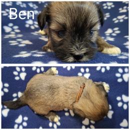Ben - Brown male Lhasa Apso puppy in Cincinnati, Ohio from Shangri-La Lhasa Apsos