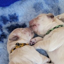 Golden Retriever Puppies from Mountain View Goldens