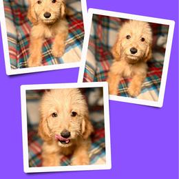 Cocoa - Apricot female Goldendoodle puppy in Bluefield, Virginia from Love on a Leash
