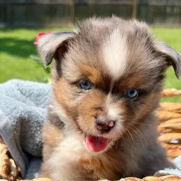 Merle - Blue merle male Toy Australian Shepherd puppy in Covington, Louisiana from Corner Oak Aussies