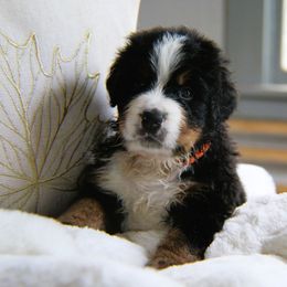 Aussiedoodles, Bernedoodles, and Bernese Mountain Dogs from Doodle Mountain
