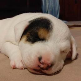 Jack Russell Terrier Puppies from Avalanche Acres