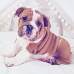 English Bulldog Puppies from LydyBug Bulldogs