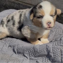 American Corgi and Pembroke Welsh Corgi Puppies from Wild West Corgis