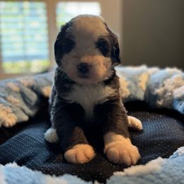 Green boy - Blue gray and white male Sheepadoodle puppy in Riverside, California from Downtown Doodles & Frenchies