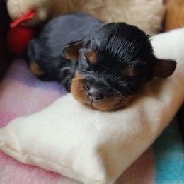 Crumpet - Black and tan female Cavalier King Charles Spaniel puppy in Winthrop, New York from McMahon's Cavalier King Charles Spaniels