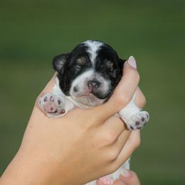 Lorelei - Tri-color female Bernedoodle puppy in Longview, Texas from Furry Tail Doodles