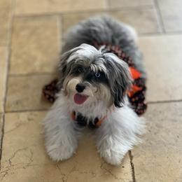 Aussiedoodle and Bernedoodle Puppies from Little Golden Farm