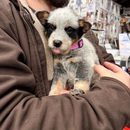 Girl 1 - Blue mottled female Australian Cattle Dog puppy in Monroe, North Carolina from Creek View Cattle Dogs