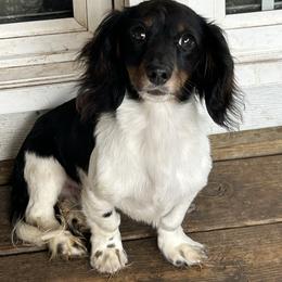 Dachshund puppies from SnortVille Frenchies & CreekSide Mini Doxies
