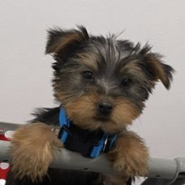 Yorkshire Terriers from TadaTotts