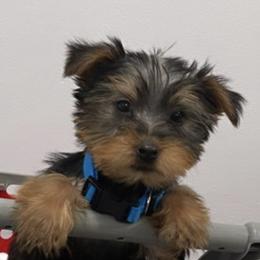 Yorkshire Terriers from TadaTotts