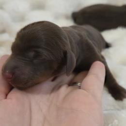 Maple -akc - Chocolate and tan female Dachshund puppy in Sacramento, California from Valentina's mini  AKC Dachshunds