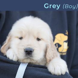Gray (male) - Golden male Golden Retriever puppy in Mills River, North Carolina from Appalachian Dog Training LLC