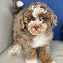 Ellie - Bernedoodle