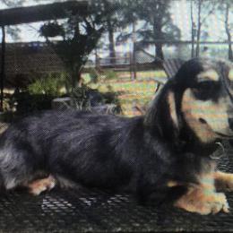 Pepper - Dachshund