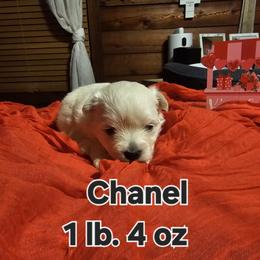Winter - White female Maltese puppy in Terrell, Texas from PBJ Farms