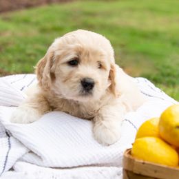 Goldendoodle Puppies from Ellie's Goldendoodles